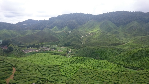 Cameron Highlands