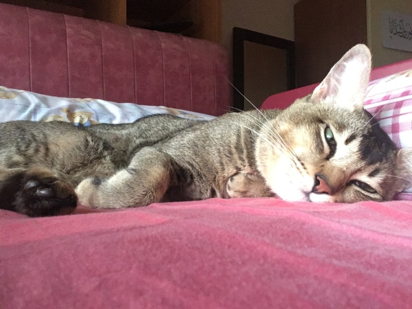 My cat