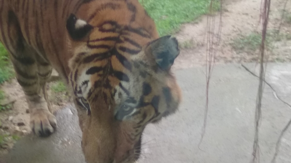 tiger sunway lagoon